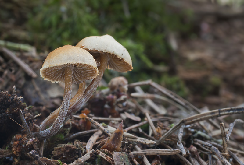 Galerina camerina